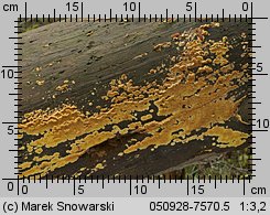 Pseudomerulius aureus (stroczniczek złotawy)