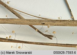 Marasmius limosus (twardzioszek trzcinowy)