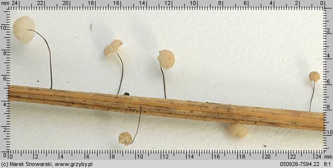 Marasmius limosus (twardzioszek trzcinowy)