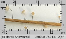 Marasmius limosus (twardzioszek trzcinowy)