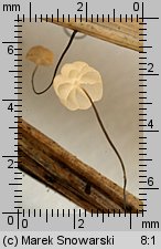 Marasmius limosus (twardzioszek trzcinowy)