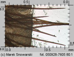 Trichophaeopsis bicuspis