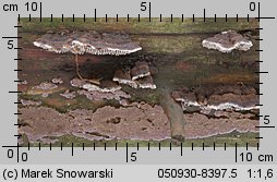 Unidentified-Polyporoid-etc (niezidentyfikowane)