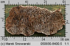 Unidentified-Polyporoid-etc (niezidentyfikowane)