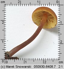 Gymnopilus picreus (łysak ciemnotrzonowy)