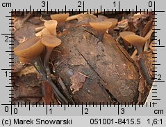 Ciboria pseudotuberosa (kubianka talerzykowata)