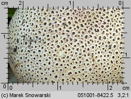 Scleroderma areolatum (tęgoskór lamparci)