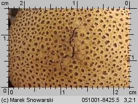 Scleroderma areolatum (tęgoskór lamparci)