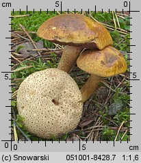 Pseudoboletus parasiticus (borowikowiec tęgoskórowy)