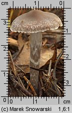 Unidentified-Cortinarius