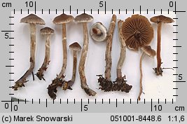 Unidentified-Cortinarius