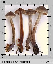 Unidentified-Cortinarius