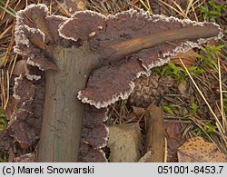 Thelephora terrestris (chropiatka pospolita)