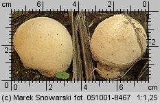 Lycoperdon pratense (purchaweczka spłaszczona)