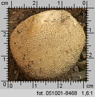 Lycoperdon pratense (purchaweczka spłaszczona)