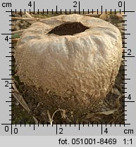 Lycoperdon pratense (purchaweczka spłaszczona)