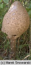 Macrolepiota procera (czubajka kania)