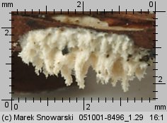 Unidentified-Polyporoid-etc (niezidentyfikowane)