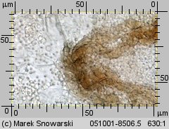 Unidentified-Aphyllophorales (niezidentyfikowane)