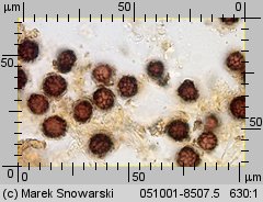 Scleroderma citrinum (tęgoskór cytrynowy)