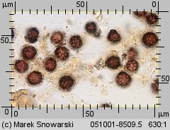 Scleroderma citrinum (tęgoskór cytrynowy)