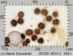 Scleroderma citrinum (tęgoskór cytrynowy)