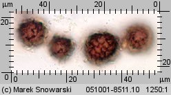 Scleroderma citrinum (tęgoskór cytrynowy)