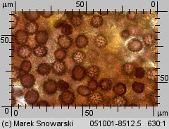 Scleroderma citrinum (tęgoskór cytrynowy)