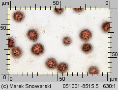 Scleroderma areolatum (tęgoskór lamparci)