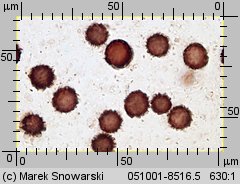 Scleroderma areolatum (tęgoskór lamparci)