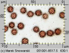 Scleroderma areolatum (tęgoskór lamparci)