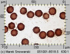 Scleroderma areolatum (tęgoskór lamparci)