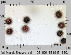 Scleroderma bovista (tęgoskór kurzawkowy)