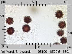 Scleroderma bovista (tęgoskór kurzawkowy)