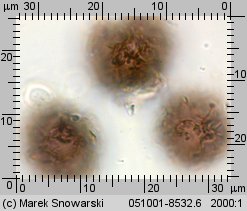 Scleroderma bovista (tęgoskór kurzawkowy)