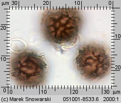 Scleroderma bovista (tęgoskór kurzawkowy)