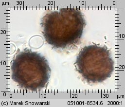 Scleroderma bovista (tęgoskór kurzawkowy)