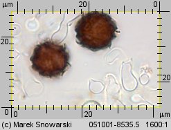 Scleroderma bovista (tęgoskór kurzawkowy)