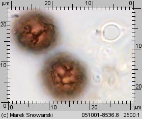 Scleroderma bovista (tęgoskór kurzawkowy)