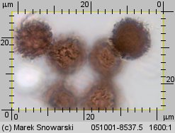 Scleroderma citrinum (tęgoskór cytrynowy)