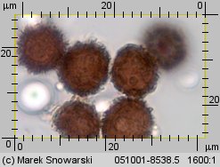 Scleroderma citrinum (tęgoskór cytrynowy)