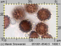 Scleroderma citrinum (tęgoskór cytrynowy)