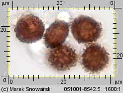 Scleroderma citrinum (tęgoskór cytrynowy)