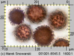 Scleroderma areolatum (tęgoskór lamparci)