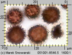 Scleroderma areolatum (tęgoskór lamparci)