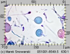 Naematelia encephala (trzęsak mózgowaty)