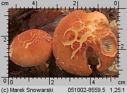 Cystodermella cinnabarina (ziarnóweczka cynobrowa)