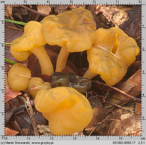 Leotia lubrica (patyczka lepka)