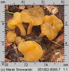 Leotia lubrica (patyczka lepka)