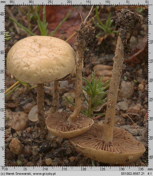 Agrocybe pediades (polówka półkulista)